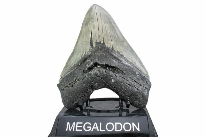 Serrated, Fossil Megalodon Tooth - North Carolina #378053